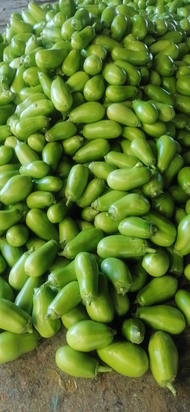 万亩大棚蔬菜青茄子，种植面积大，诚信共赢，欢迎联系