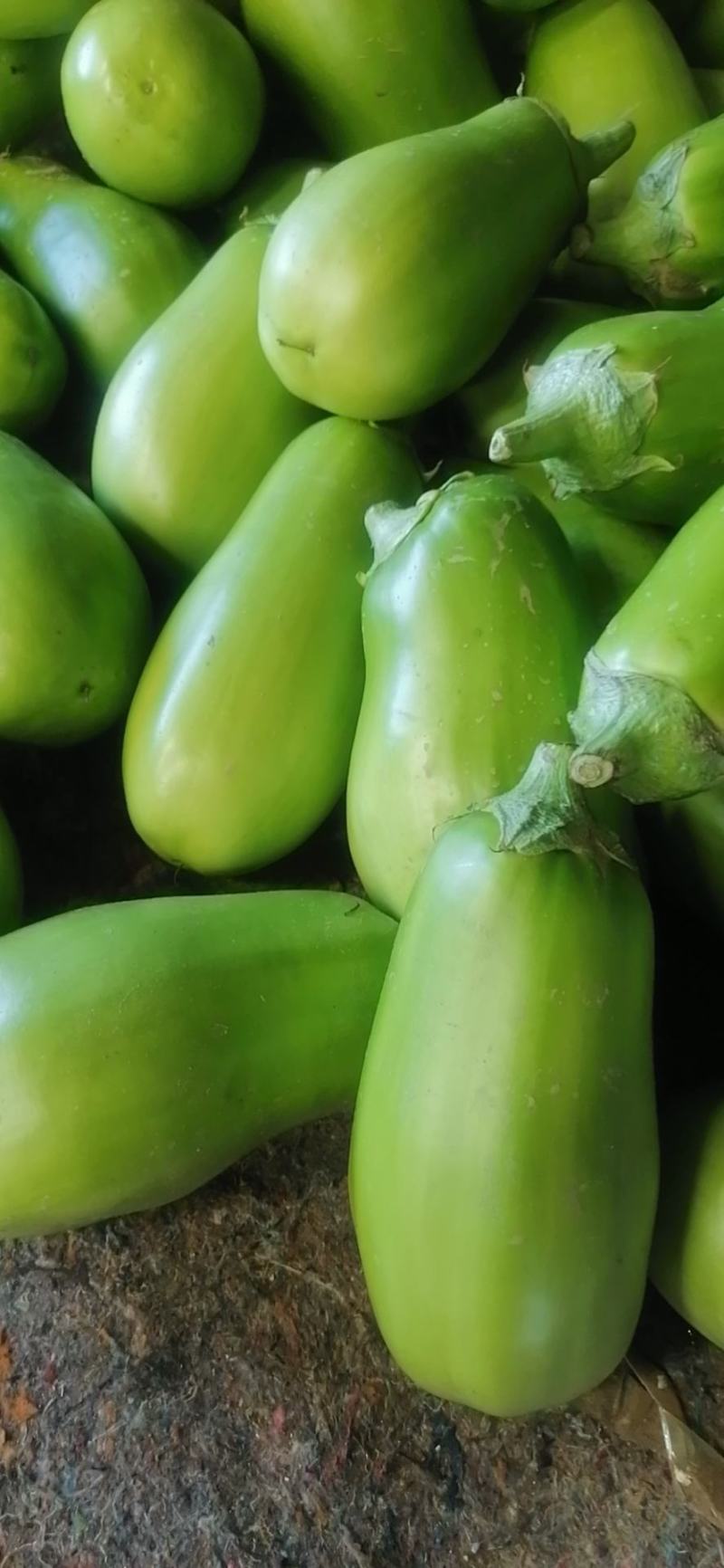 万亩大棚蔬菜青茄子，种植面积大，诚信共赢，欢迎联系