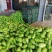 万亩大棚蔬菜青茄子，种植面积大，诚信共赢，欢迎联系