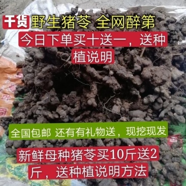 干货猪苓猪苓干猪苓片猪苓猪屎苓湿猪苓可做种