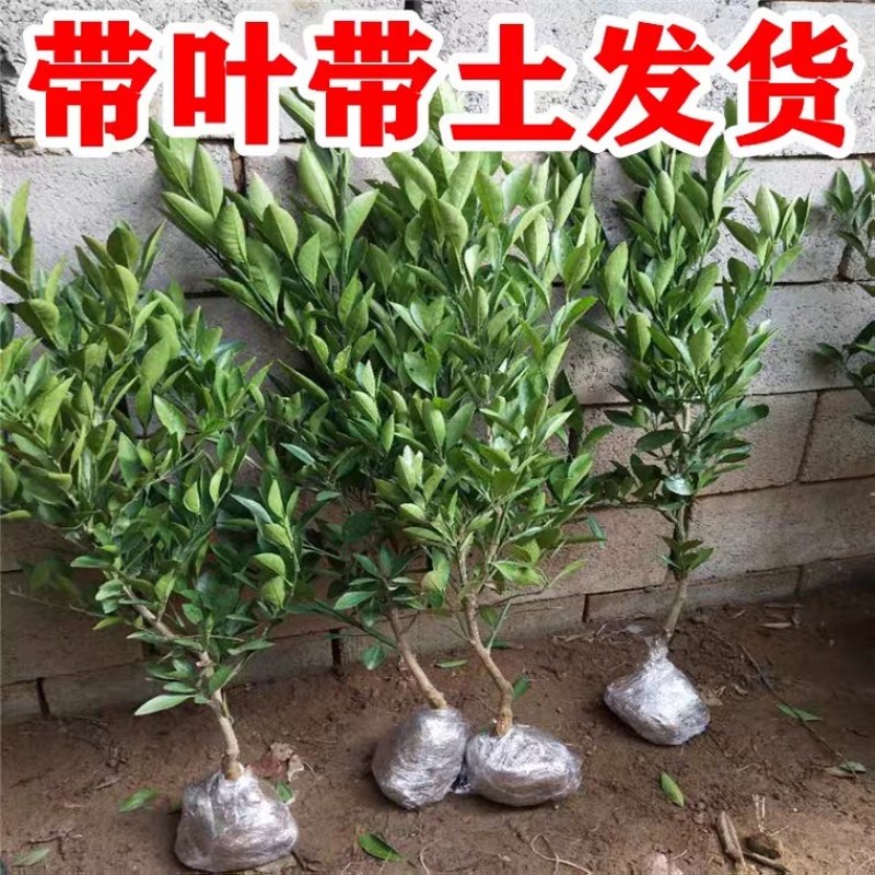 柠檬树苗北京柠檬苗台湾无籽青柠檬苗四季香水柠檬苗当年结果