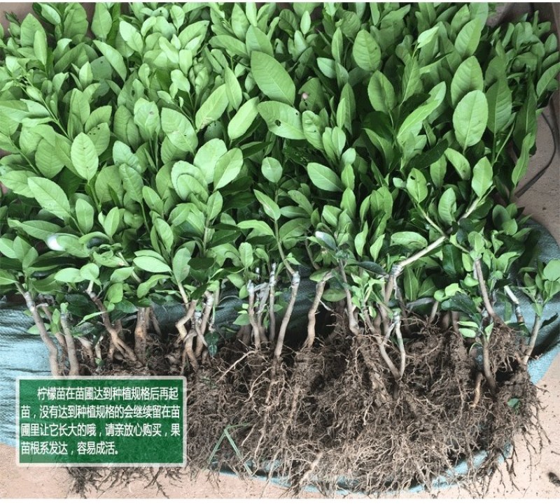 柠檬树苗北京柠檬苗台湾无籽青柠檬苗四季香水柠檬苗当年结果
