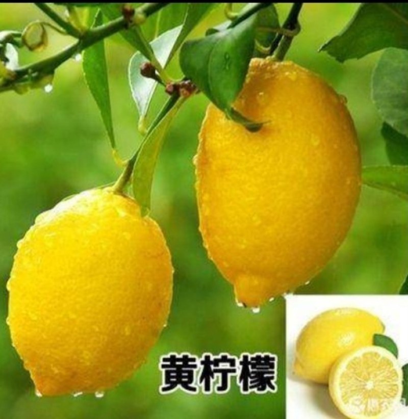 柠檬树苗北京柠檬苗台湾无籽青柠檬苗四季香水柠檬苗当年结果