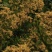 中药材贵州野生一支黄花