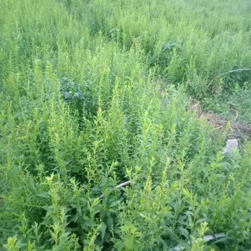 中药材贵州野生一支黄花