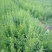 中药材贵州野生一支黄花