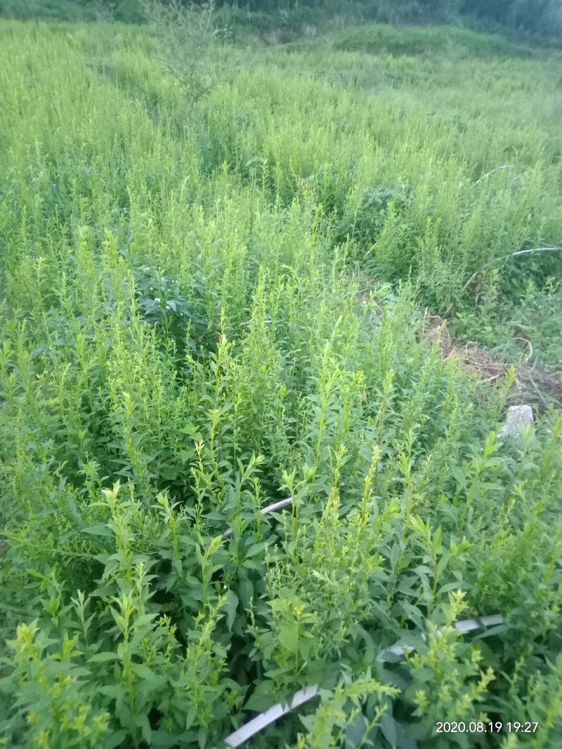 中药材贵州野生一支黄花