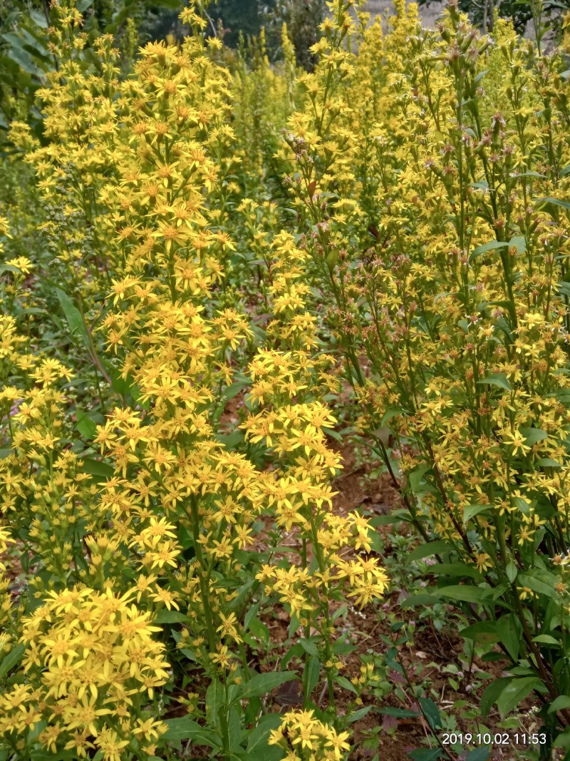 中药材贵州野生一支黄花