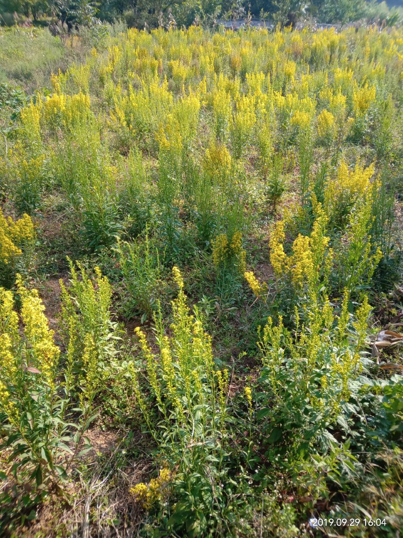 中药材贵州野生一支黄花