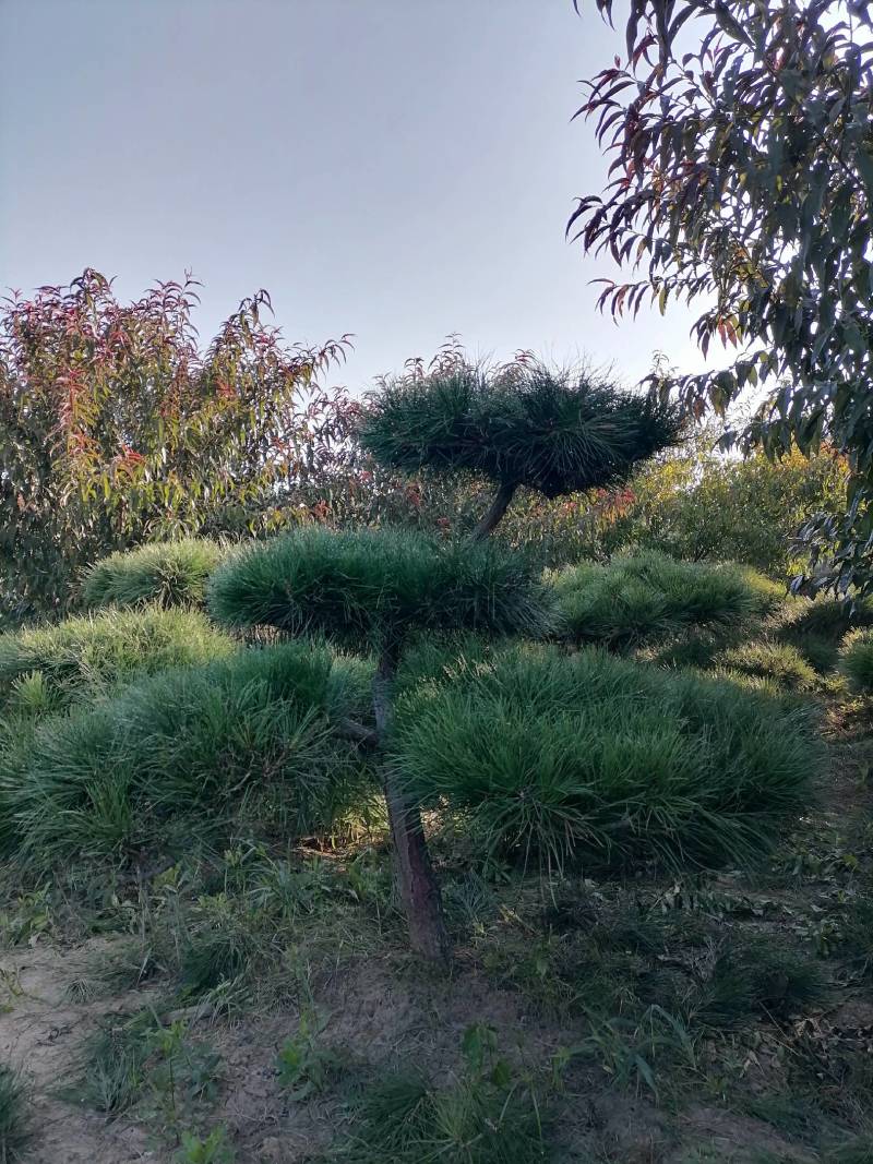 造型松复整一下韵味十足