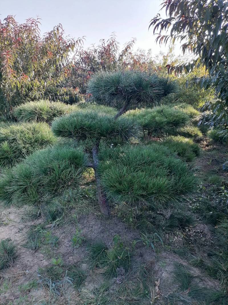 造型松复整一下韵味十足