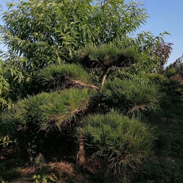 造型松复整一下韵味十足