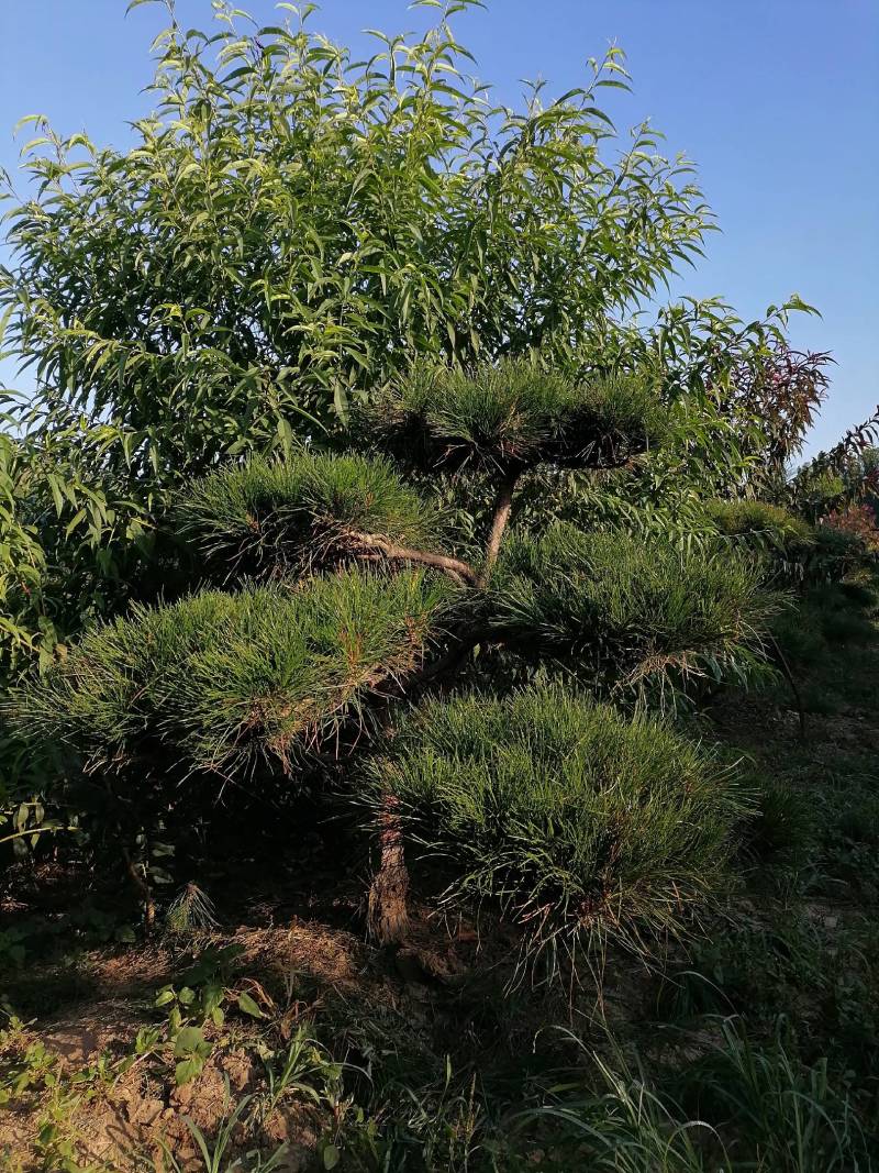 造型松复整一下韵味十足