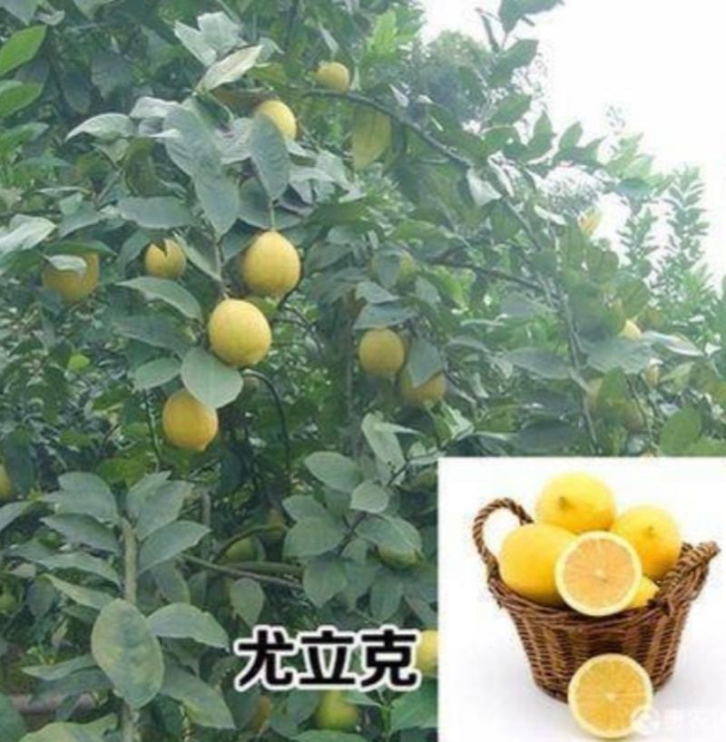 柠檬树苗北京柠檬苗台湾无籽青柠檬苗四季香水柠檬苗当年结果