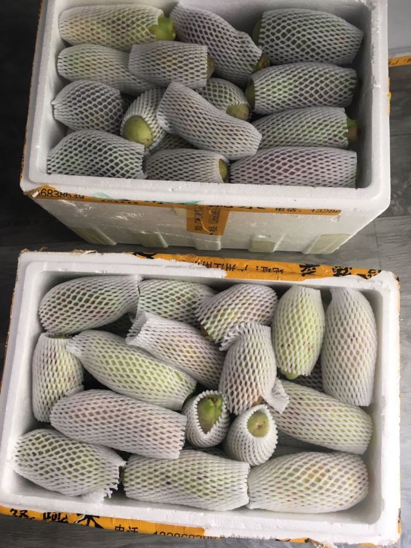 赣南八月瓜种植紫宝3号甜度高品相好，相当好