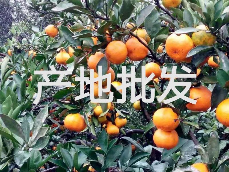叶桔，特早蜜桔，高山蜜桔自家果园无中间商。