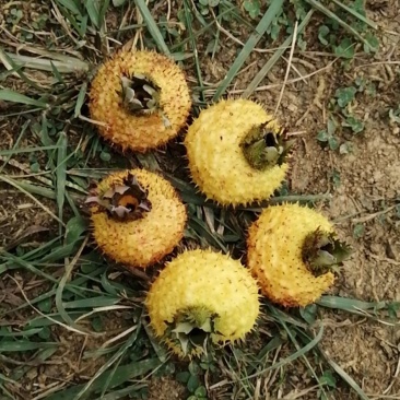 【牛商推荐】贵州毕节野生刺梨，量大从优，货源充足