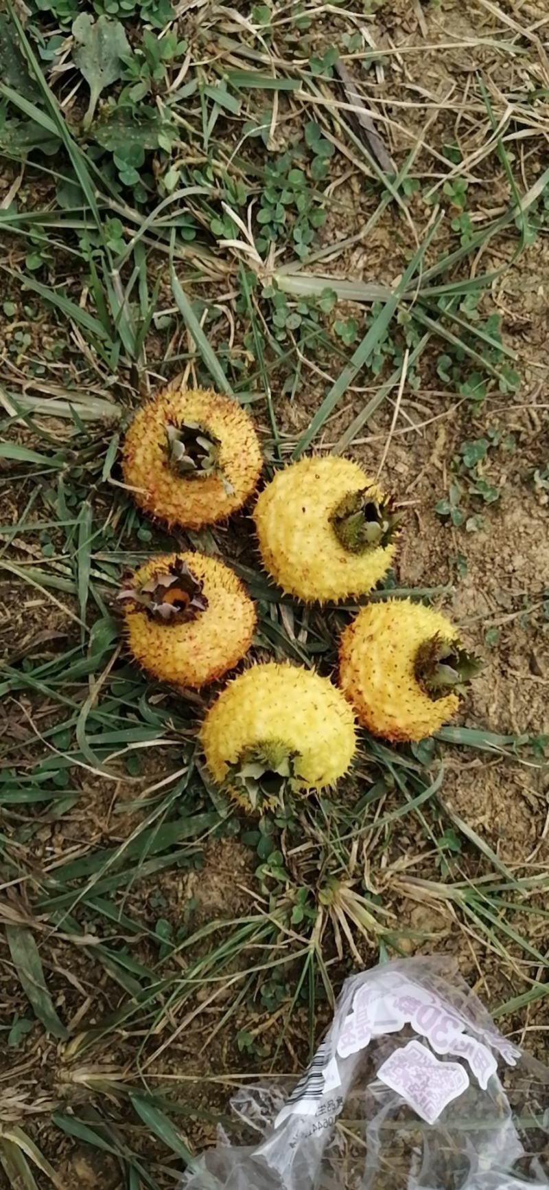 【牛商推荐】贵州毕节野生刺梨，量大从优，货源充足