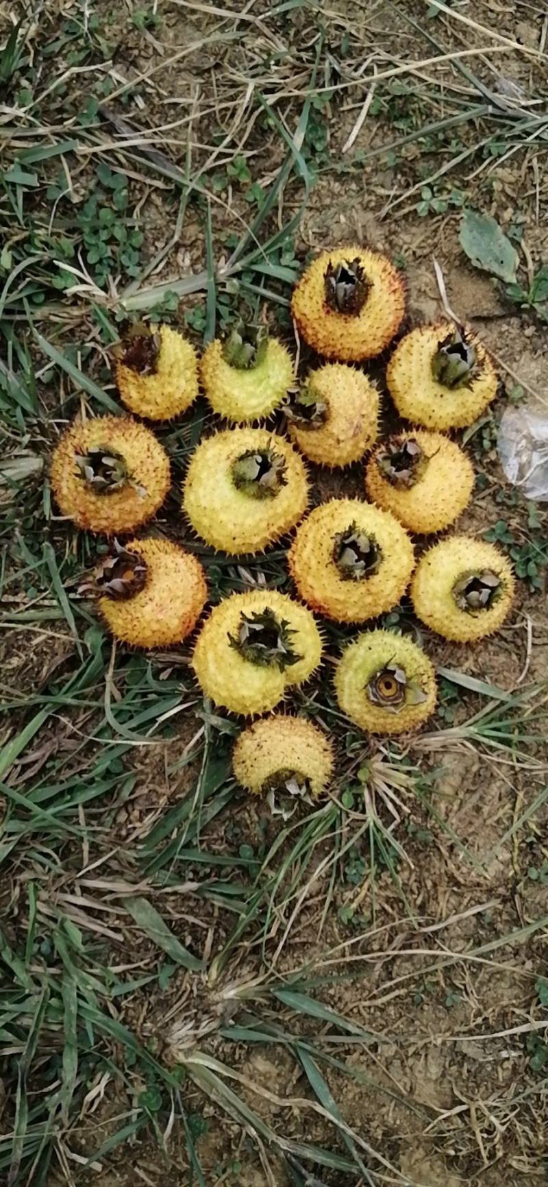 【牛商推荐】贵州毕节野生刺梨，量大从优，货源充足