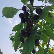 黑珍珠樱桃苗，矮化黑珍珠樱桃苗，适合南方黑珍珠樱桃