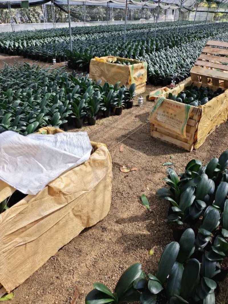 精品君子兰产地批发物美价廉视频看货
