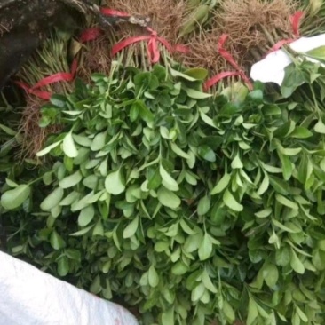 卫矛绿色篱笆卫矛冬青树基地直销，量大优惠
