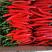 贵州高山种植二荆条（三号七号红线椒）大量上市了！种植面积