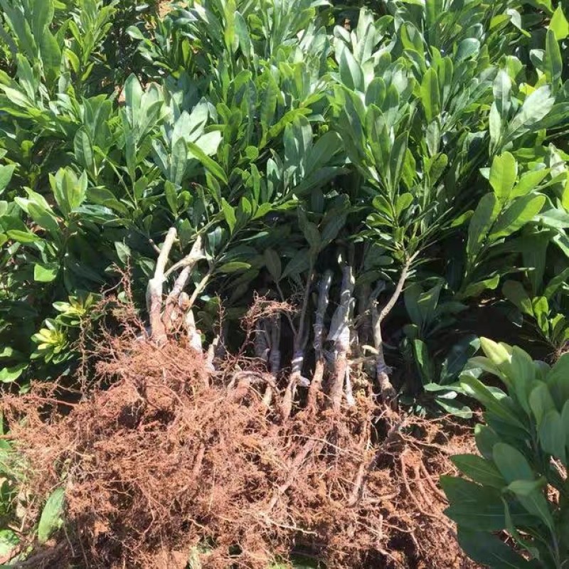 杨梅苗嫁接东魁杨梅树苗南方北方种植果树苗包成活