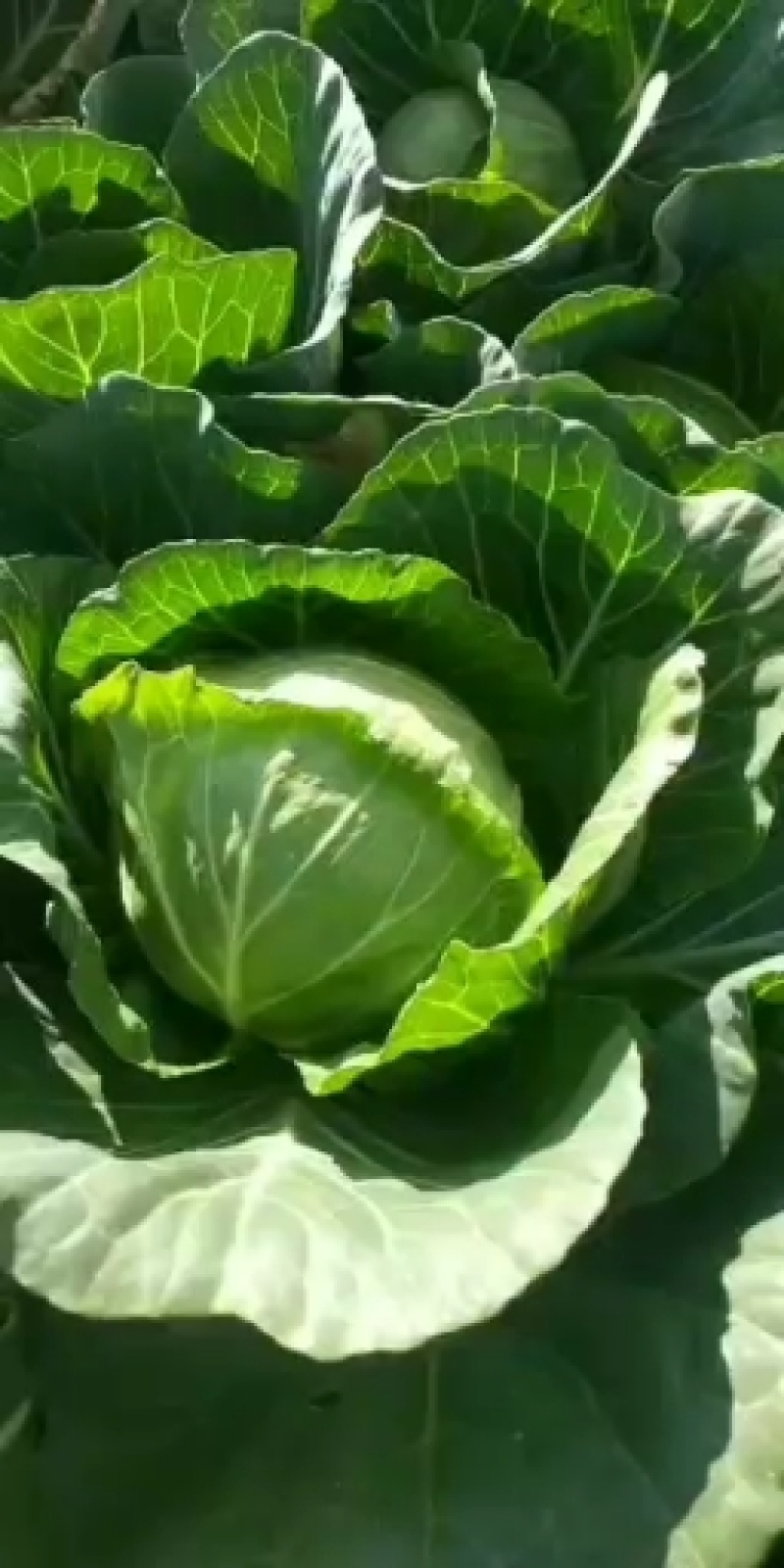新鲜蔬菜甘蓝菜大量上市咯