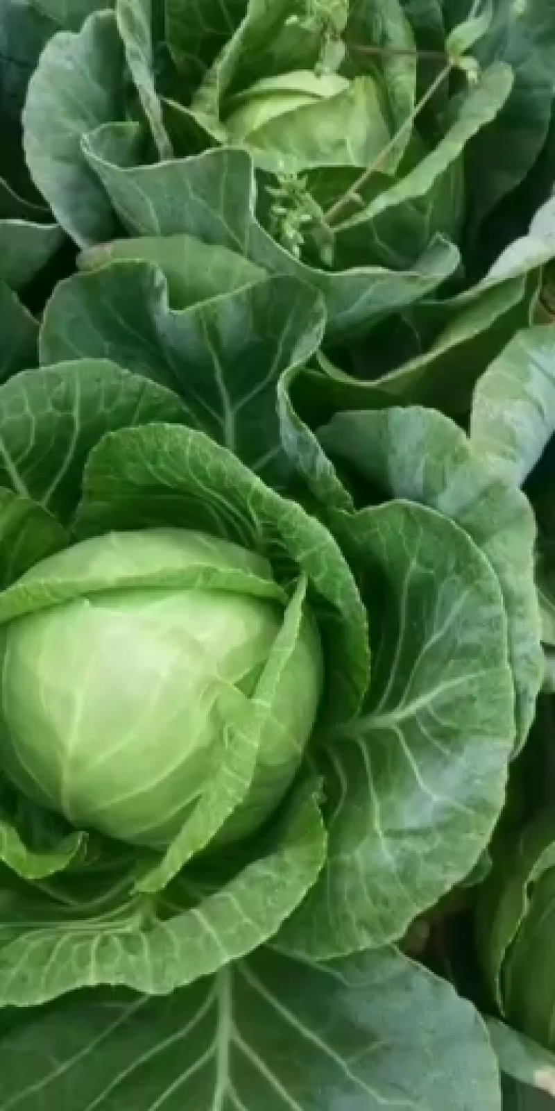 新鲜蔬菜甘蓝菜大量上市咯