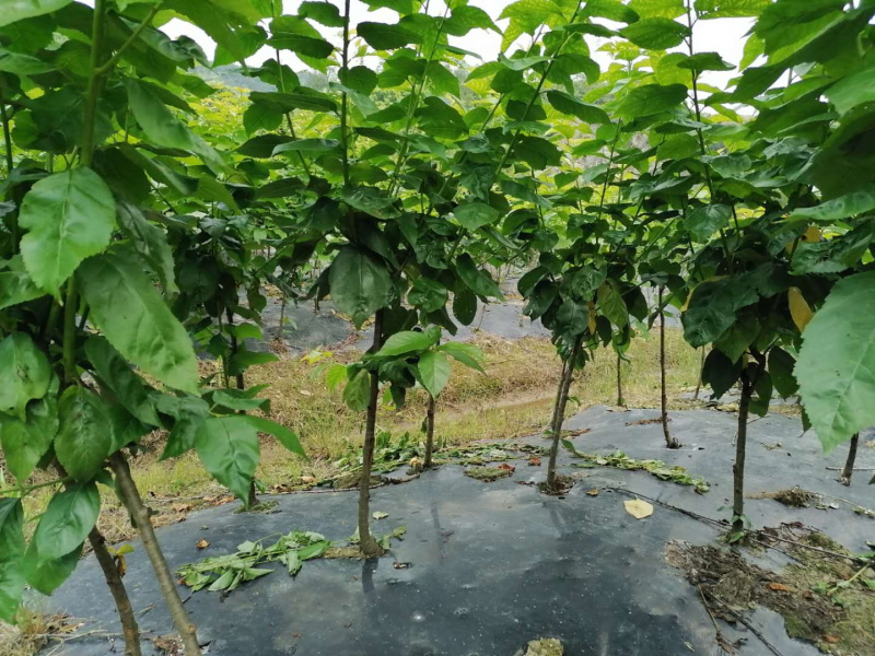 樱桃小苗樱桃小苗樱桃小苗樱桃小苗樱桃小苗樱桃小苗