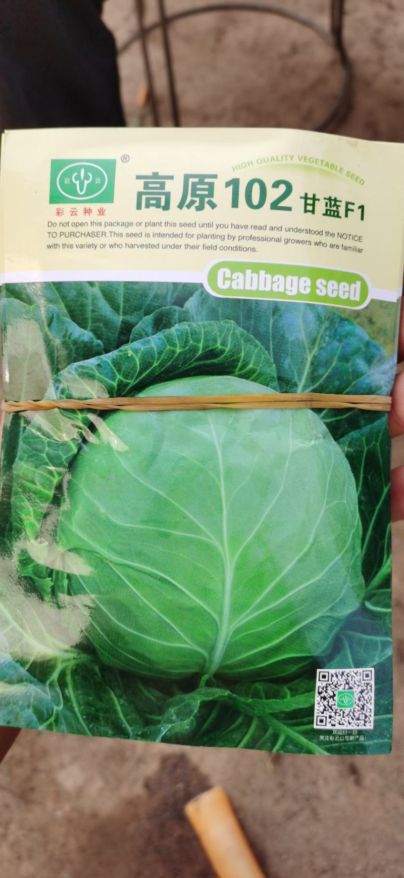 甘蓝苗圆包菜苗基地一手货源，苗子粗壮，根须发达，成活率高