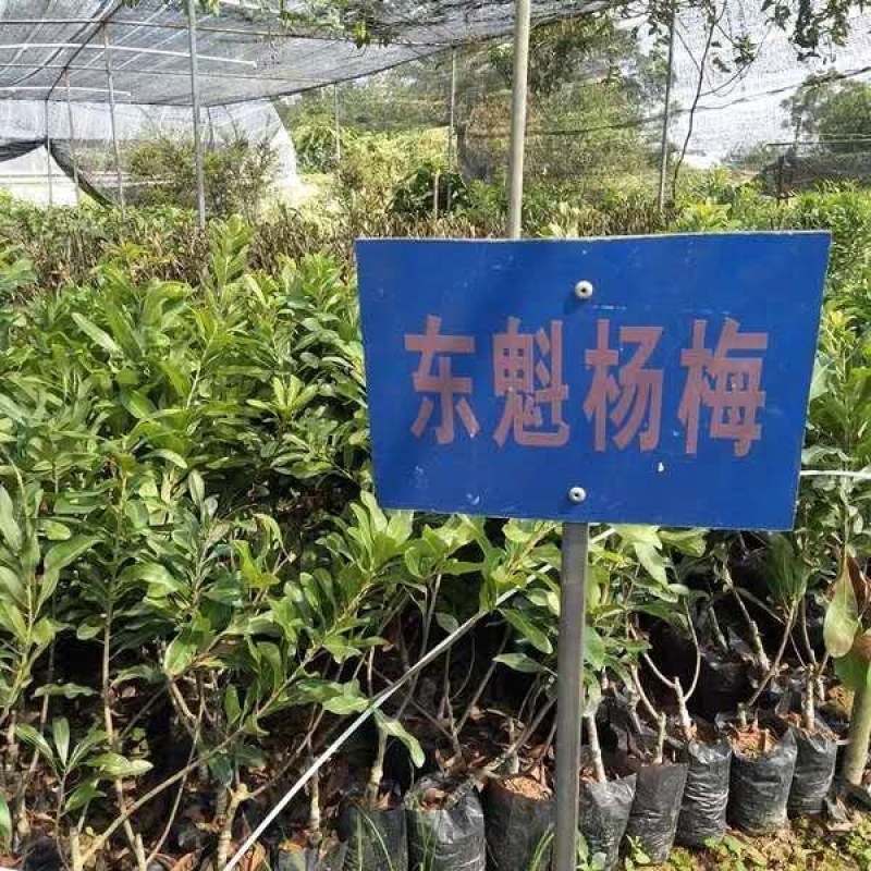 杨梅苗正宗嫁接东魁杨梅苗果大，抗病性强耐寒南北方种植