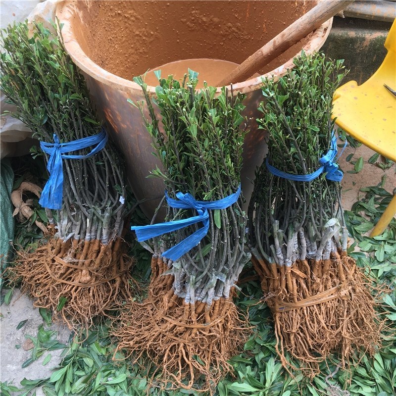 杨梅苗正宗嫁接东魁杨梅苗果大，抗病性强耐寒南北方种植