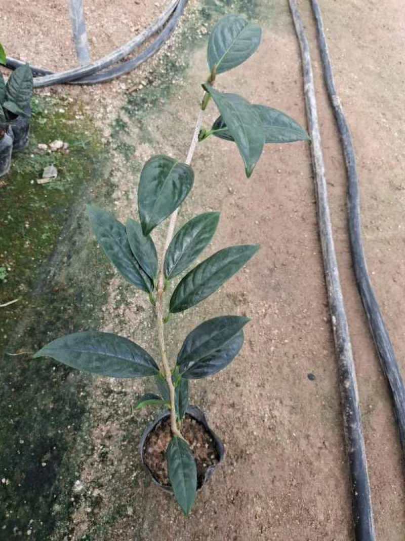 6年香妃茶花花苞苗颜色靓丽品类齐全价格实惠