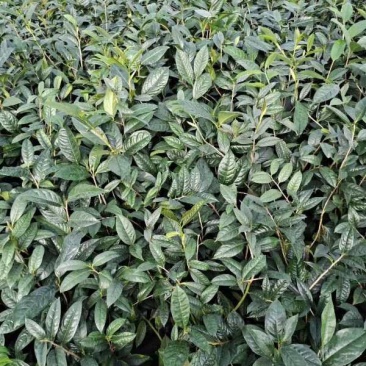 6年香妃茶花花苞苗颜色靓丽品类齐全价格实惠