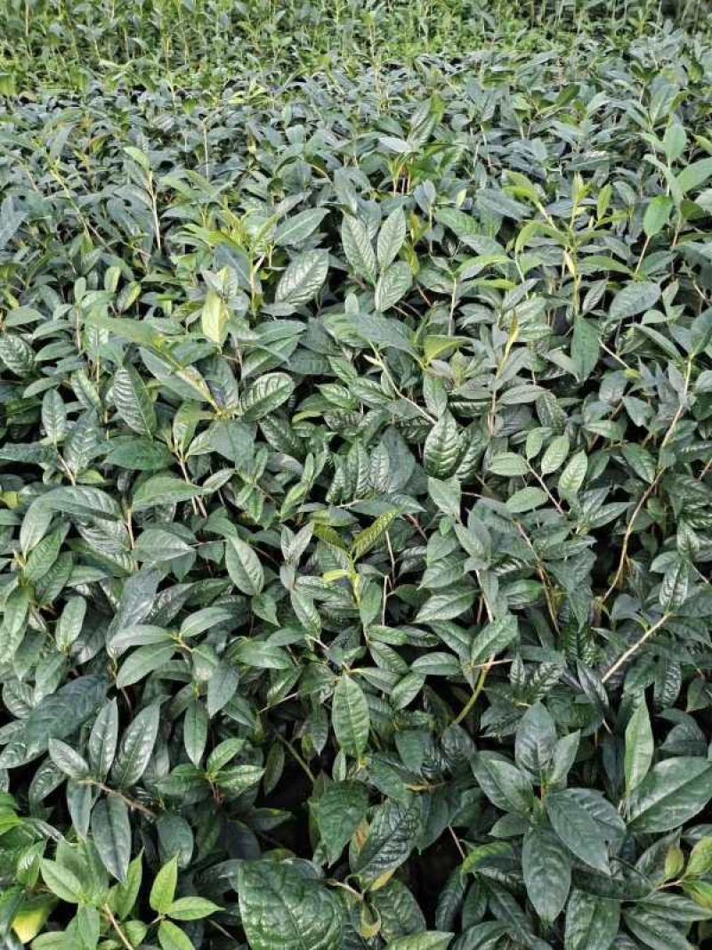 6年香妃茶花花苞苗颜色靓丽品类齐全价格实惠