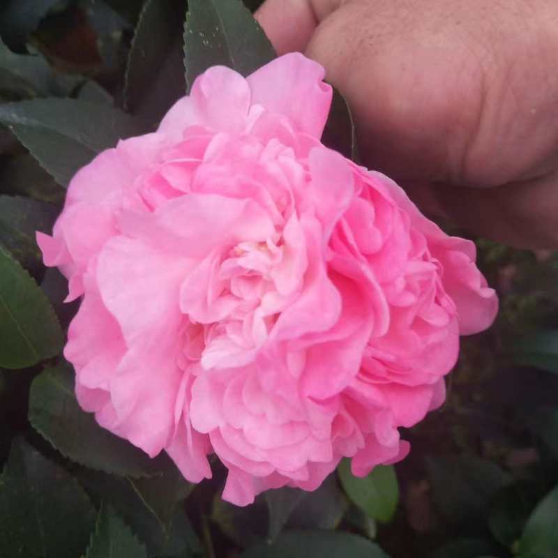 6年香妃茶花花苞苗颜色靓丽品类齐全价格实惠
