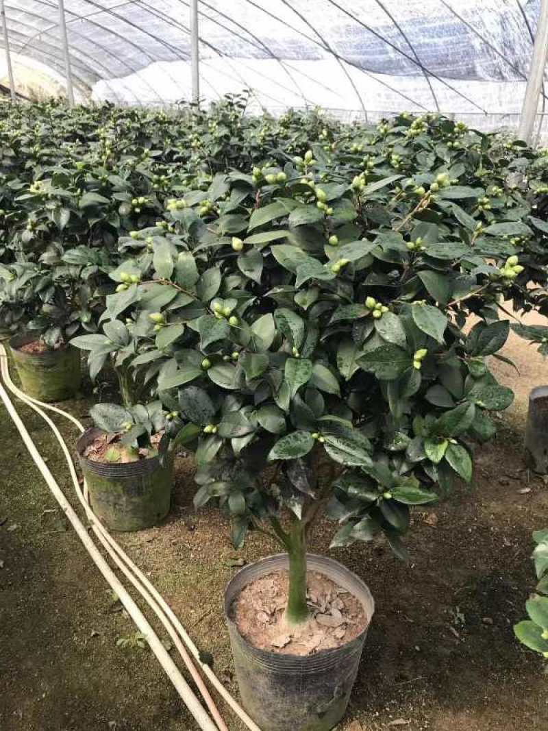 6年香妃茶花花苞苗颜色靓丽品类齐全价格实惠