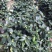 6年香妃茶花花苞苗颜色靓丽品类齐全价格实惠