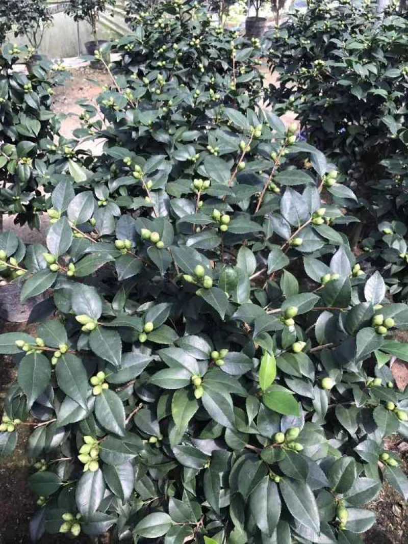 6年香妃茶花花苞苗颜色靓丽品类齐全价格实惠