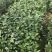 6年香妃茶花花苞苗颜色靓丽品类齐全价格实惠