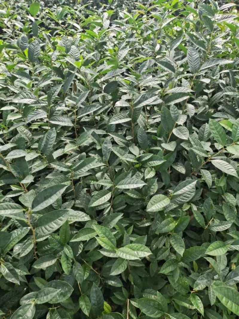 6年香妃茶花花苞苗颜色靓丽品类齐全价格实惠