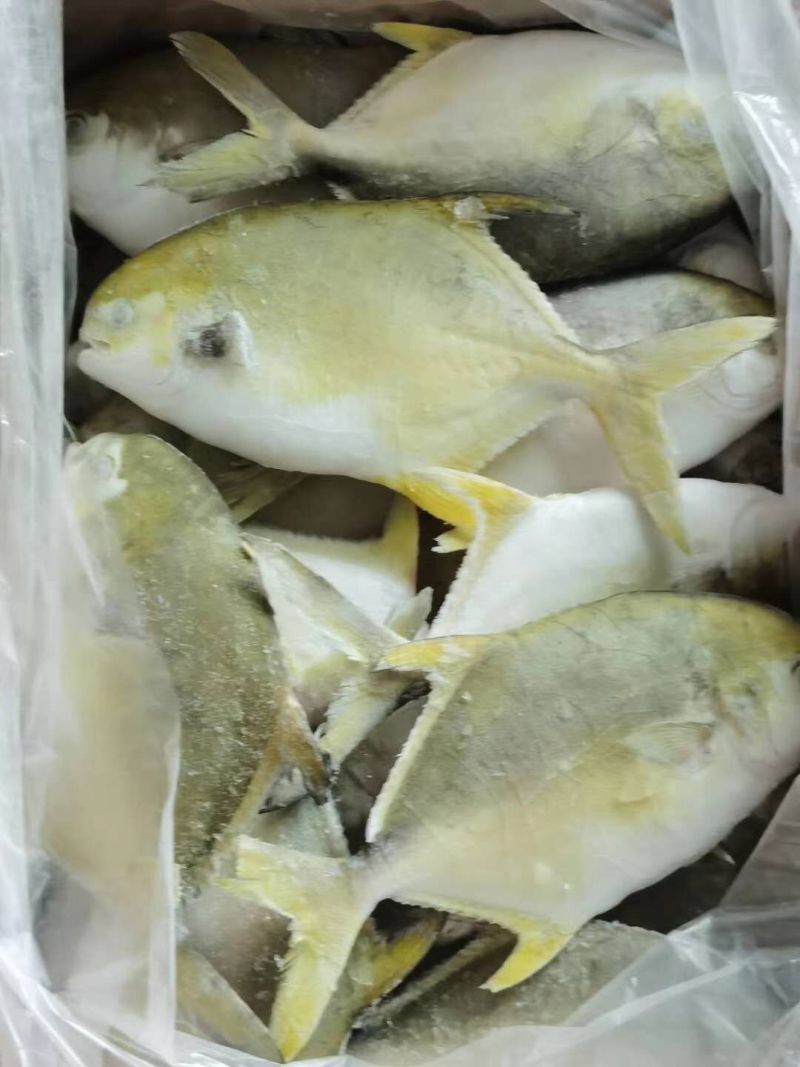 金鲳鱼深海金鲳鱼金鲳鱼