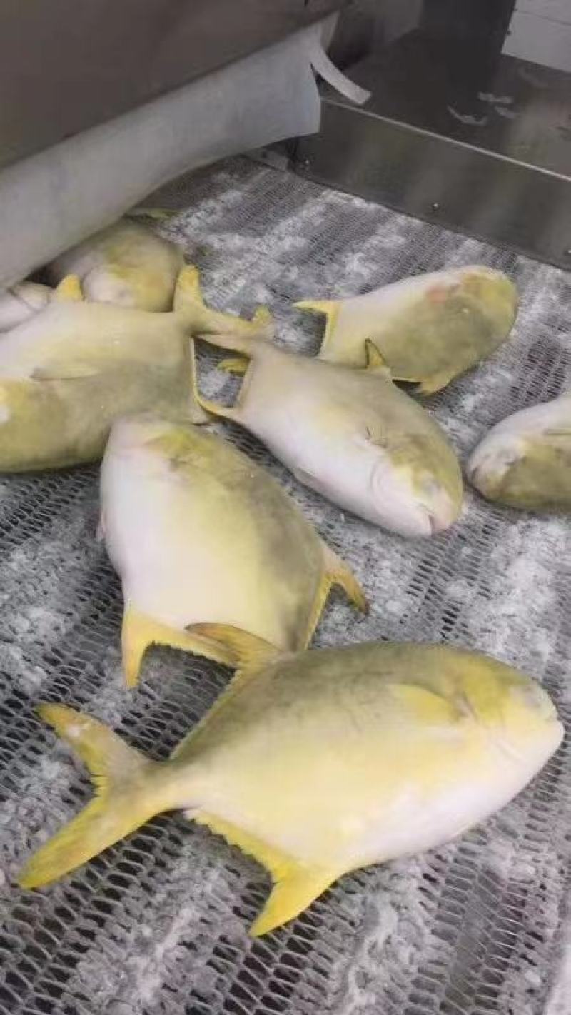 金鲳鱼深海金鲳鱼金鲳鱼