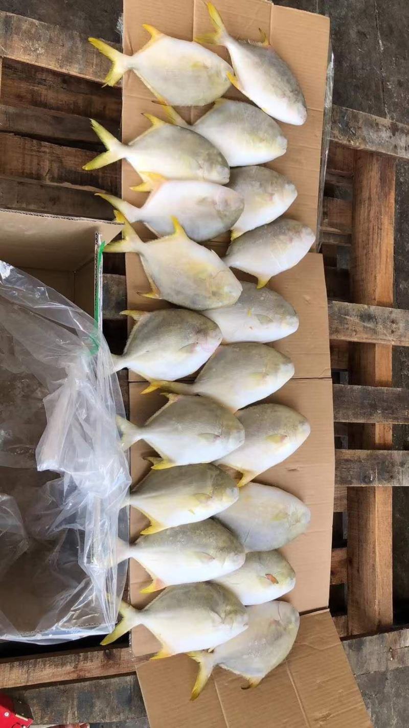 金鲳鱼深海金鲳鱼金鲳鱼