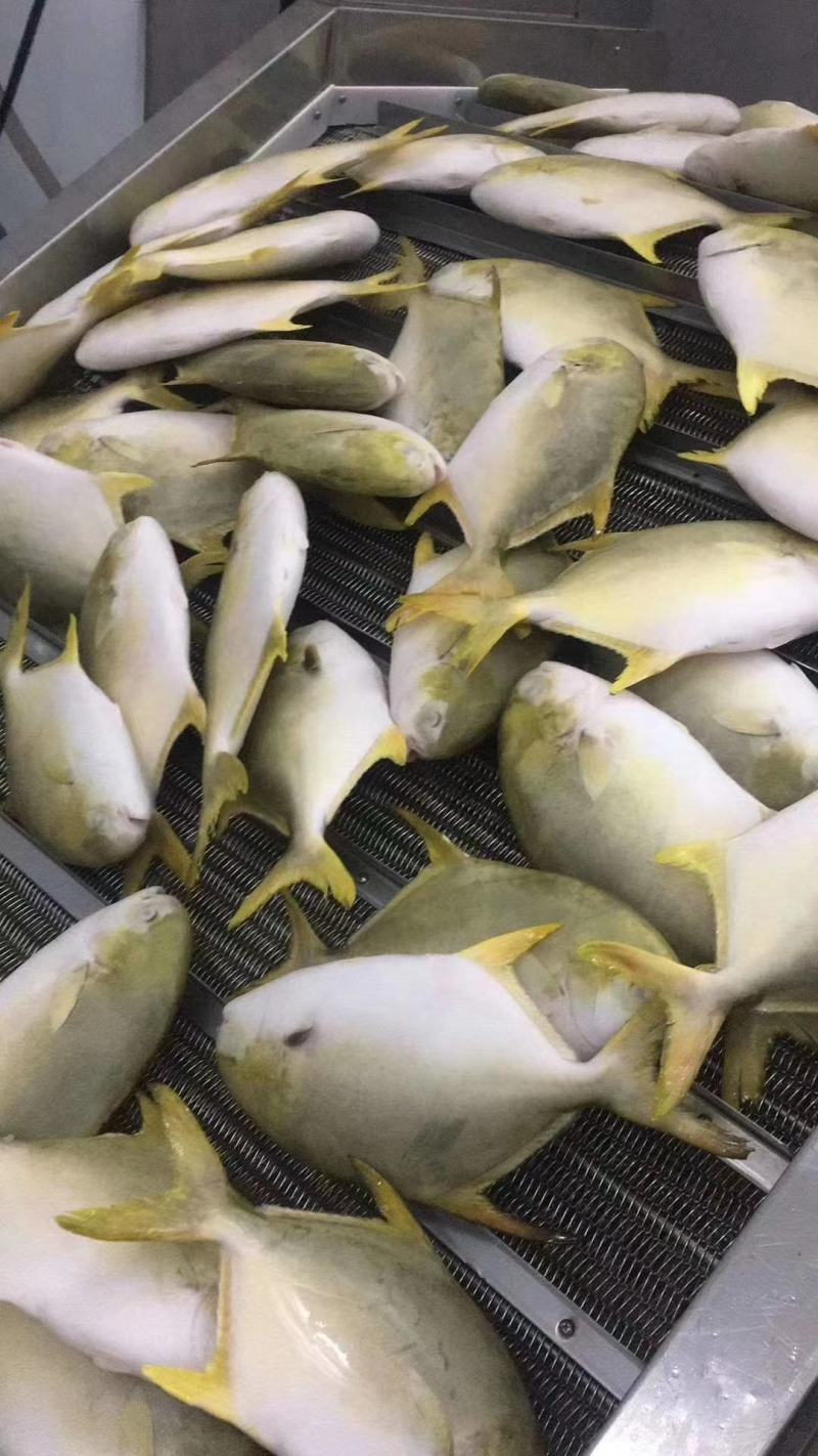 金鲳鱼深海金鲳鱼金鲳鱼