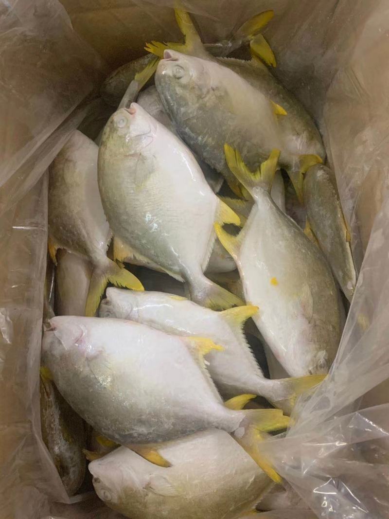 金鲳鱼深海金鲳鱼金鲳鱼
