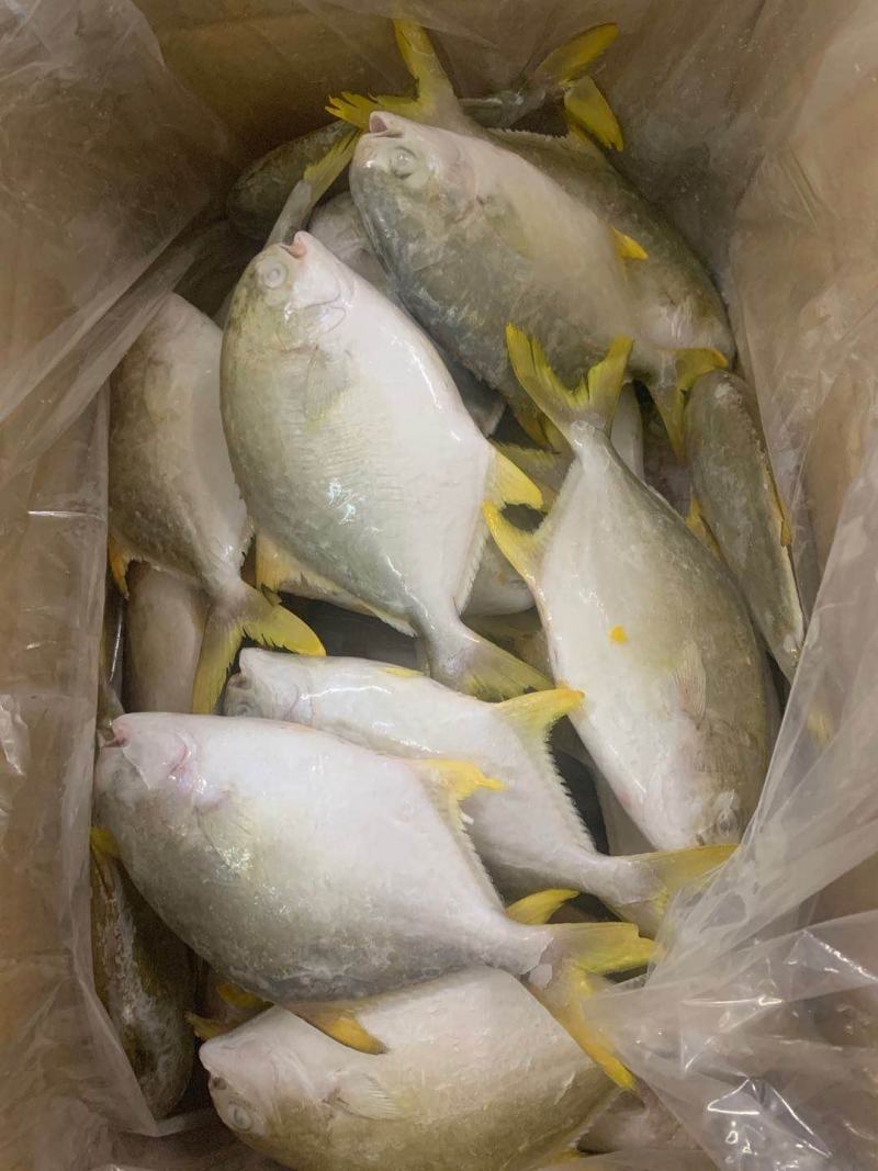 金鲳鱼深海金鲳鱼金鲳鱼