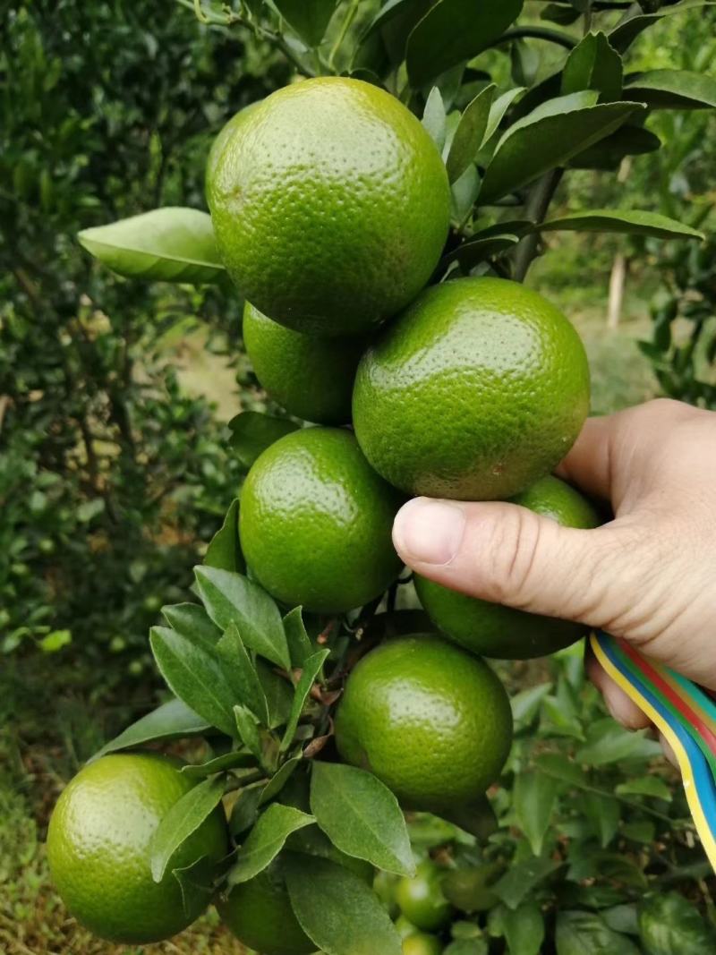 皇帝柑百亩基地一手货源大量上市